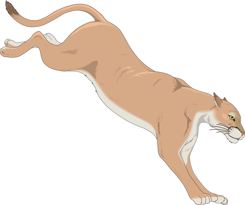 800x672 Mountain Lion Free Vector 4vector