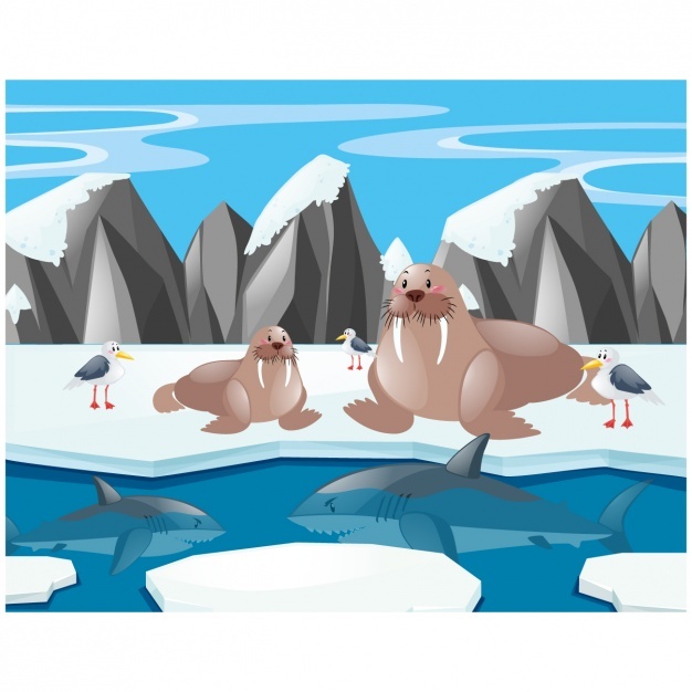 626x626 Mountain Lion Vectors, Photos And Psd Files Free Download