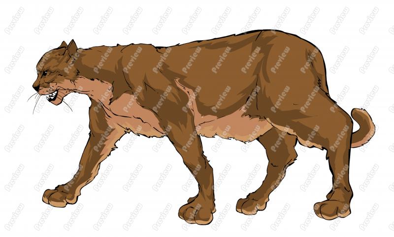 800x483 Mountain Lion Clipart