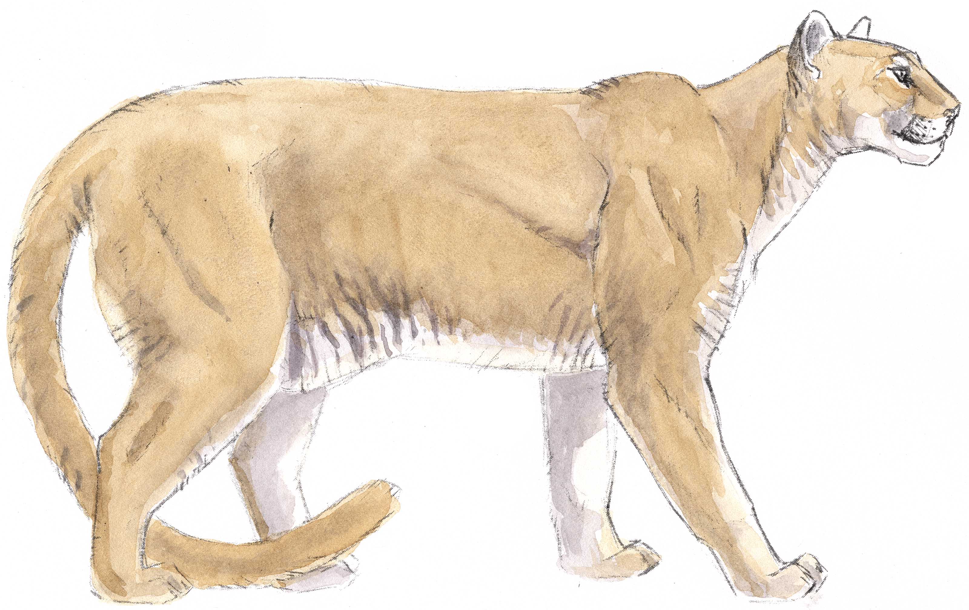 3200x2014 Mountain Lion Clipart Vector