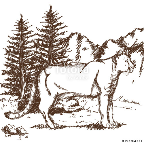 500x500 Hand Drawn Cougar Or Mountain Lion. Landscape Animal Sketch