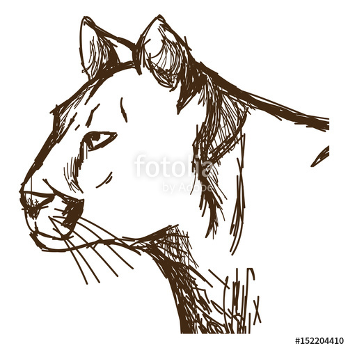 500x500 Hand Drawn Cougar Or Mountain Lion. Portrait Animal Sketch