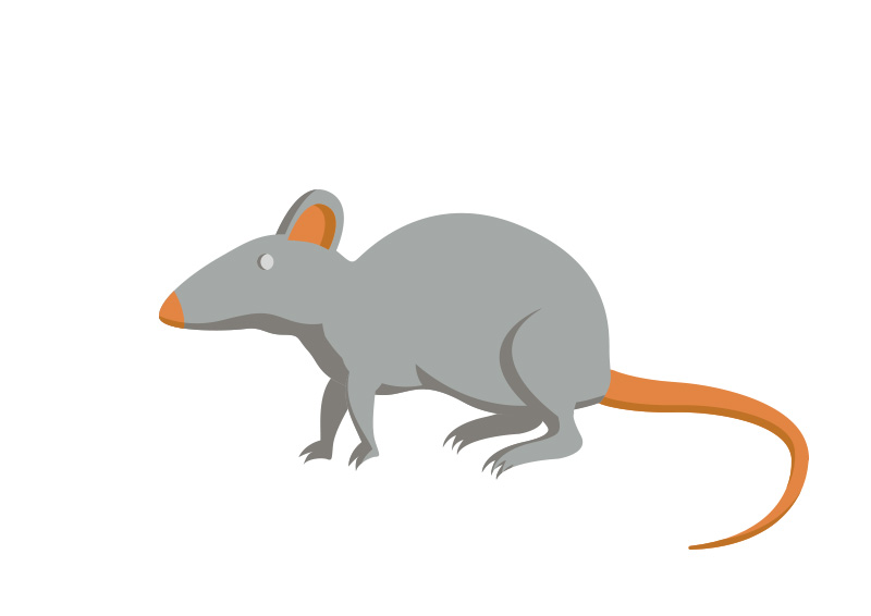 800x566 Free Vector Mouse Illustration
