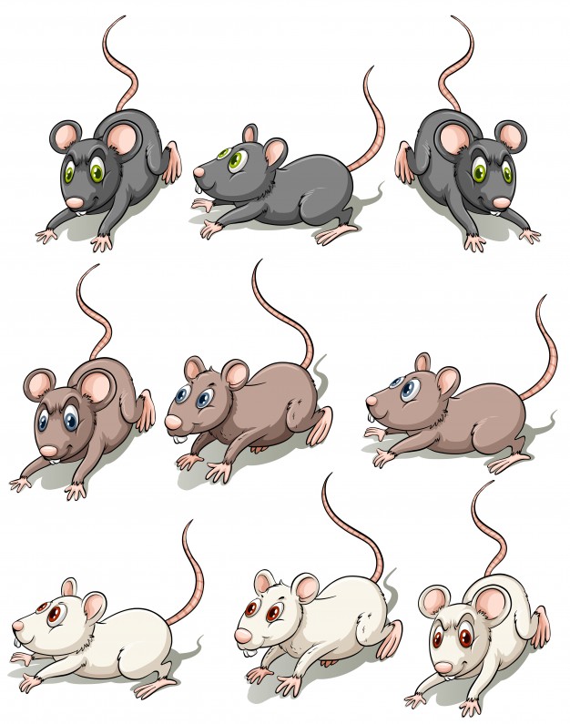 626x795 Mouse Vectors, Photos And Psd Files Free Download