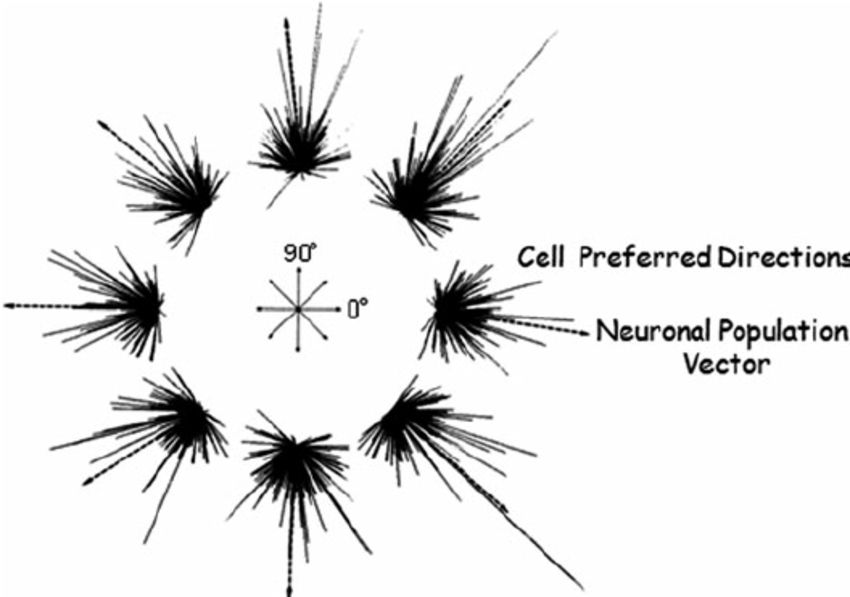 850x597 Accurate Coding Of Eight Movement Directions By The Population