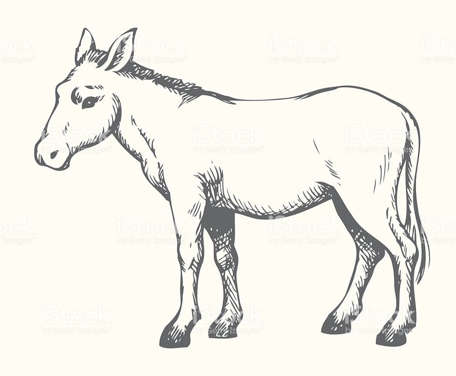 900x741 Download Vector Graphics Clipart Mule Donkey Drawing,graphics