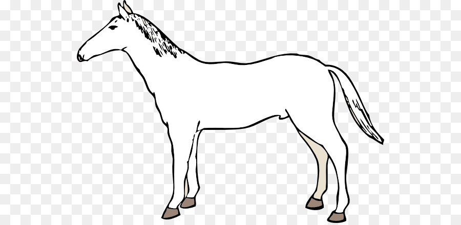900x440 Mule Mustang American Paint Horse American Quarter Horse Mare