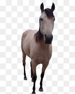 260x326 Mule Png, Vectors, Psd, And Clipart For Free Download Pngtree