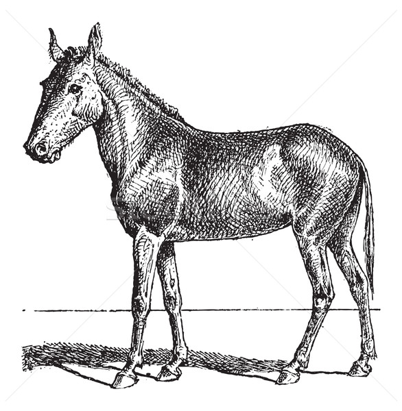 586x600 Mule Stock Vectors, Illustrations And Cliparts Stockfresh