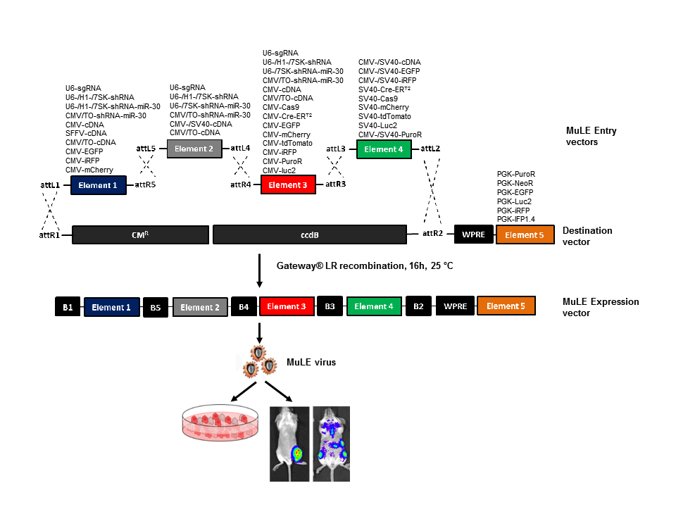 960x720 Addgene Multiple Lentiviral Expression System Kit
