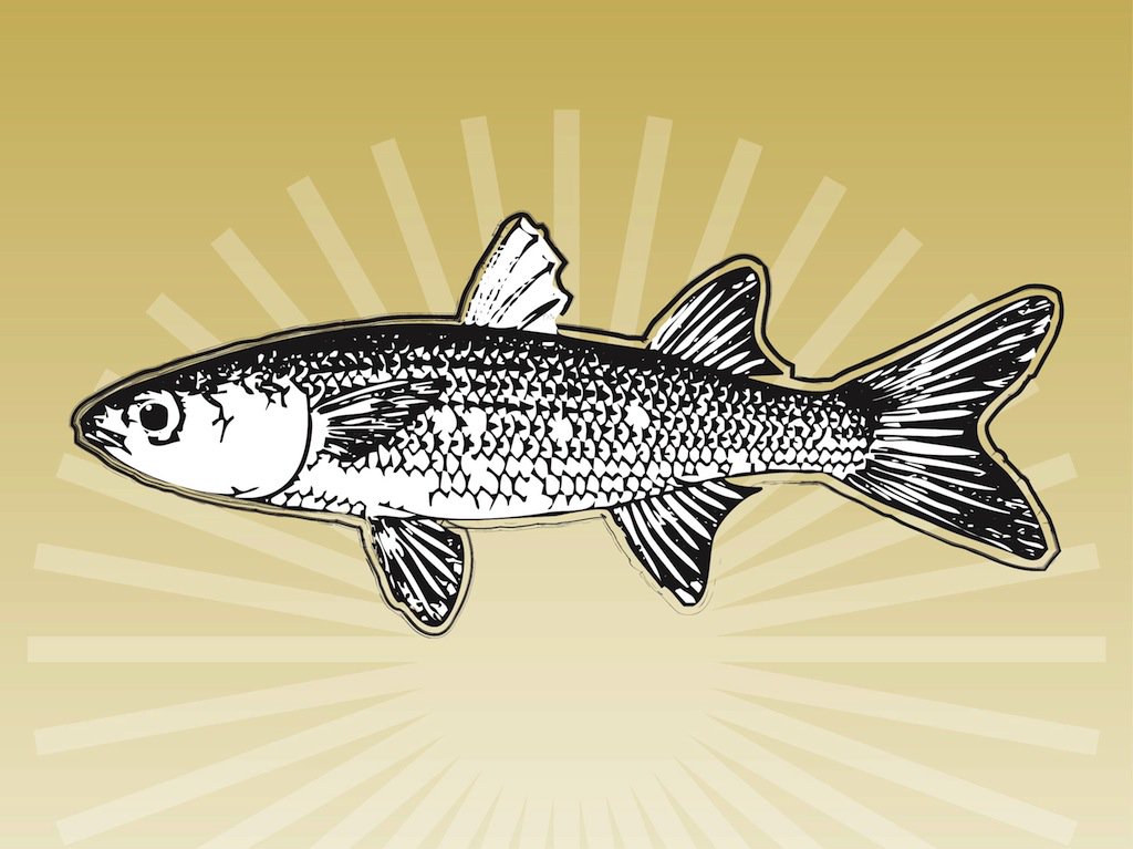 1024x767 Hand Drawn Fish Vector Art Amp Graphics