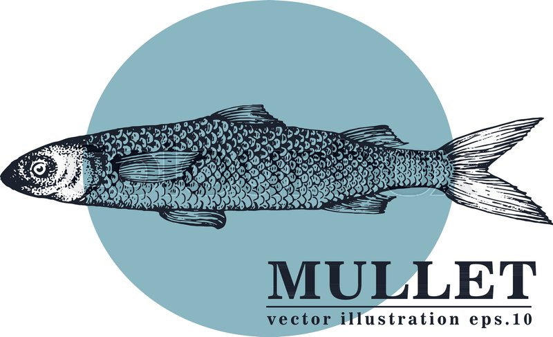 800x487 Hand Drawn Sketch Seafood Vector Vintage Illustration Of Mullet