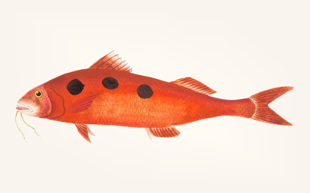 626x390 Mullet Vectors, Photos And Psd Files Free Download