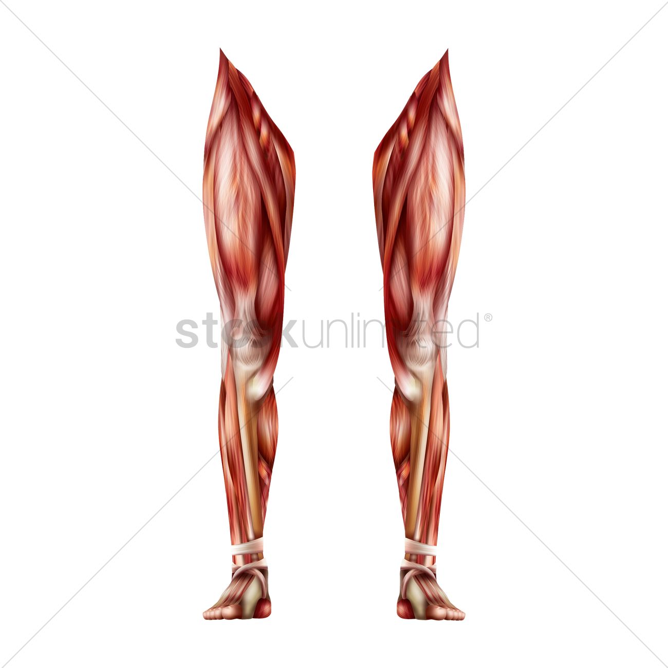 1300x1300 Leg Muscles Vector Image