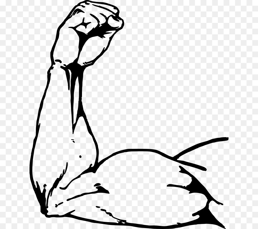 900x800 Muscle Biceps Clip Art