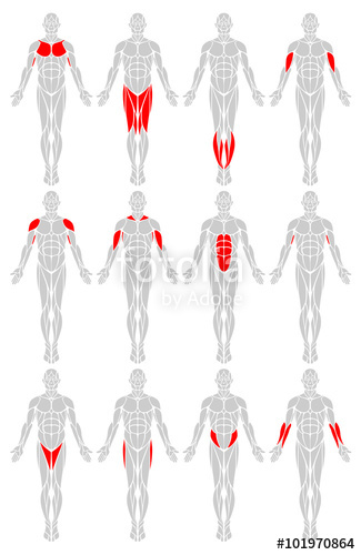325x500 Muscle Groups A Vector Diagram Of The Major Muscles Found In The