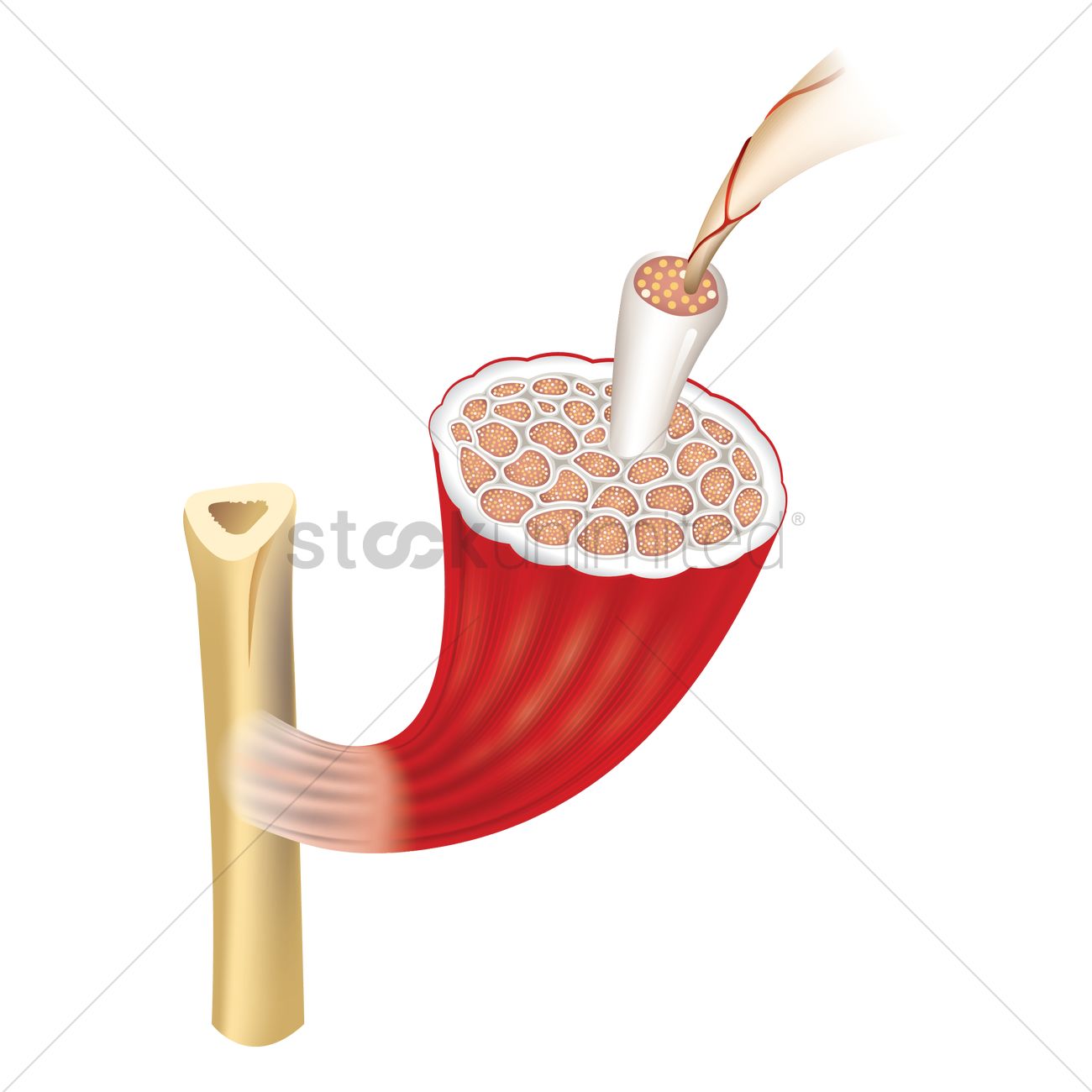 1300x1300 Structure Of Skeletal Muscle Vector Image
