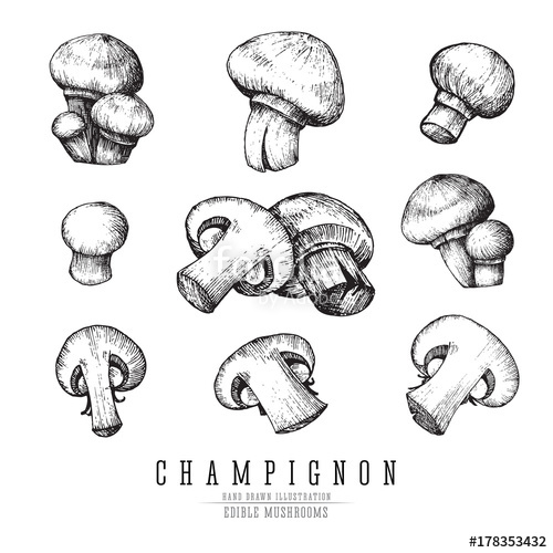 500x500 Champignon Mushrooms Vector Sketch Collection. Whole And Sliced