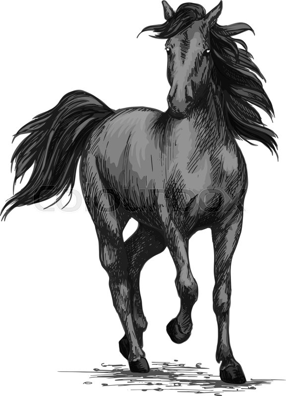 577x800 Horse Racing Or Galloping Vector Sketch. Wild Mustang Running On