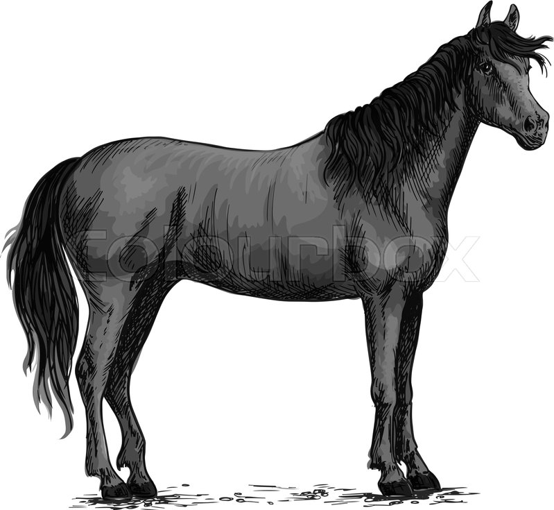 799x735 Horse Vector Sketch. Black Wild Mustang Standing On Ground. Farm