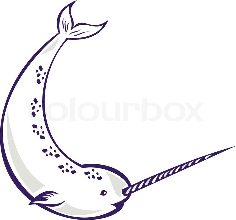 800x747 Narwhal Monodon Monoceros Unicorn Whale Stock Vector Colourbox