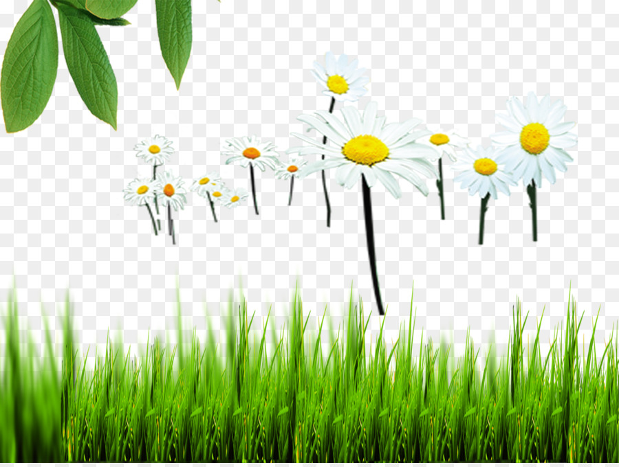 900x680 Natural Environment Nature Euclidean Vector