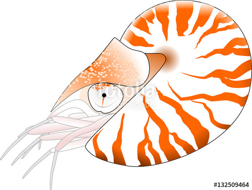 500x378 Nautilus