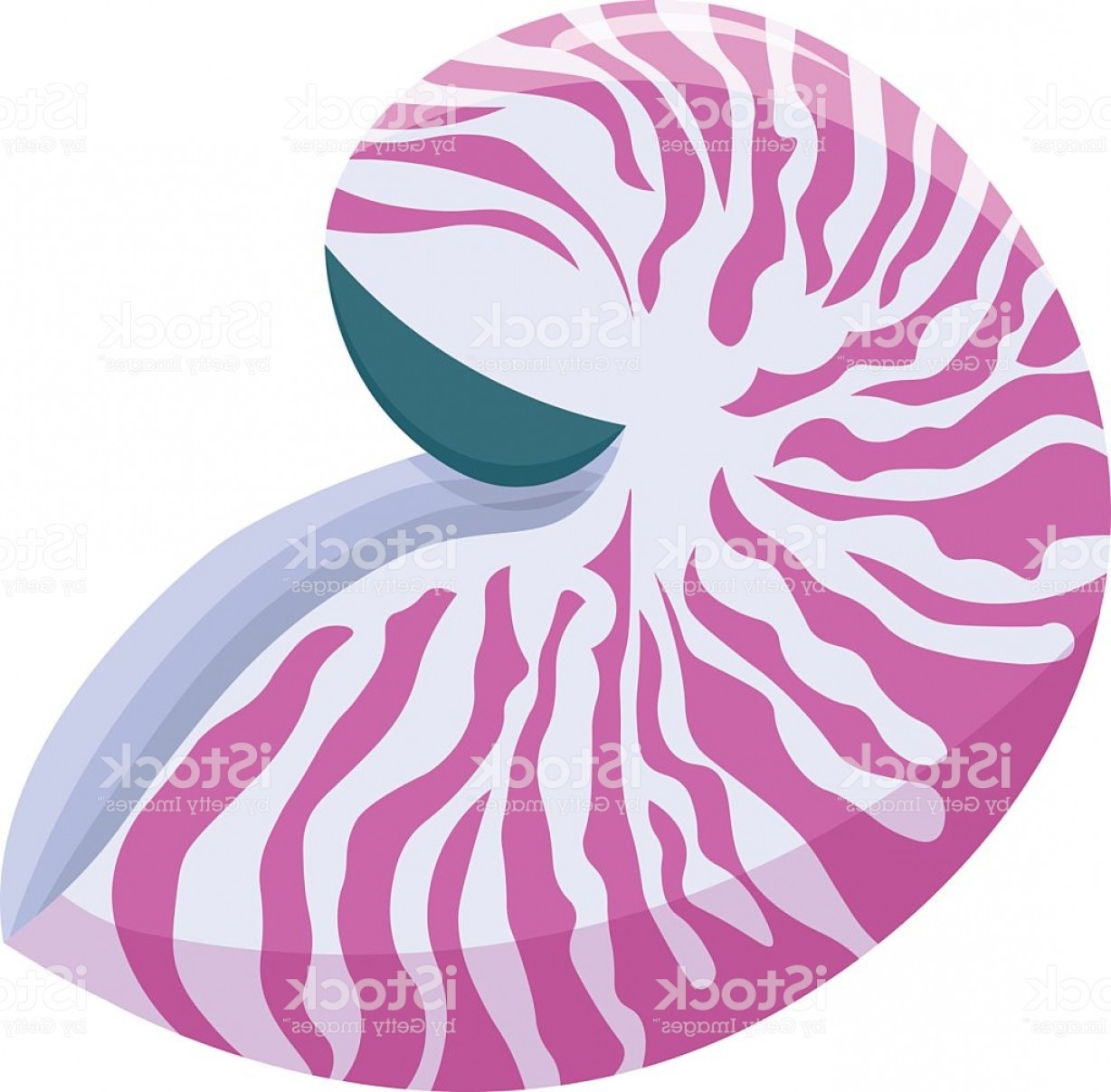 1228x1207 Nautilus Vector Orangiausa