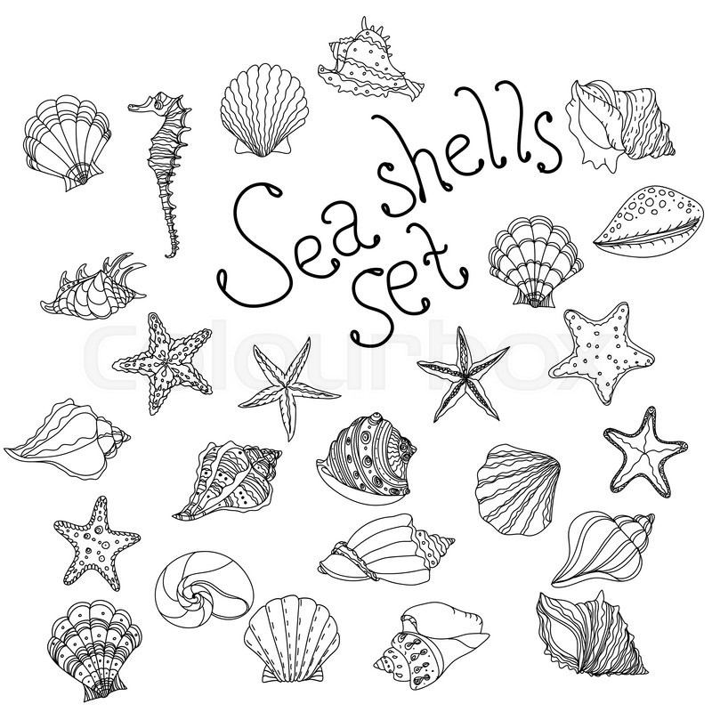 800x800 Sea Shell, Starfish, Seashell, Nautilus Sea Fauna Ocean Aquatic