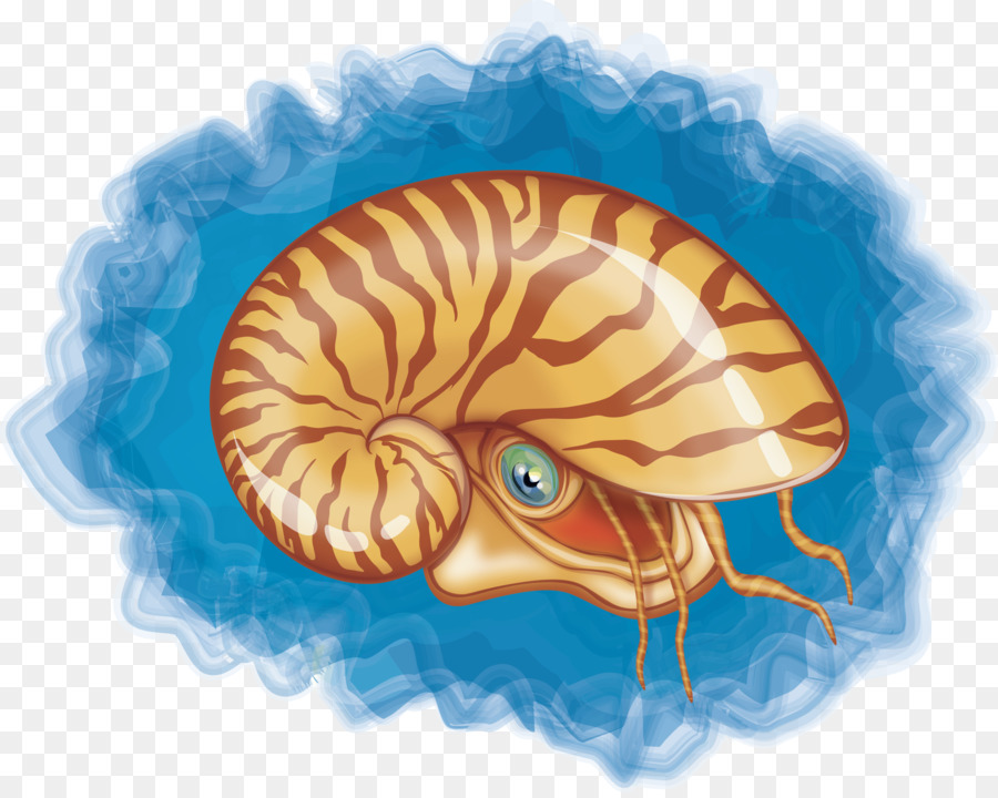 900x720 Chambered Nautilus Seashell Mollusc Shell