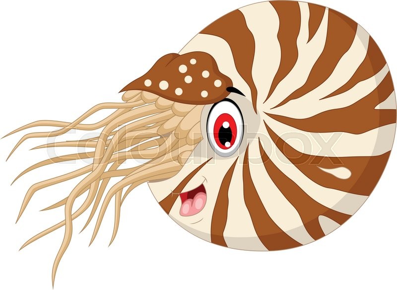 800x584 Vector Illustration Of Cute Nautilus Cartoon For You Design