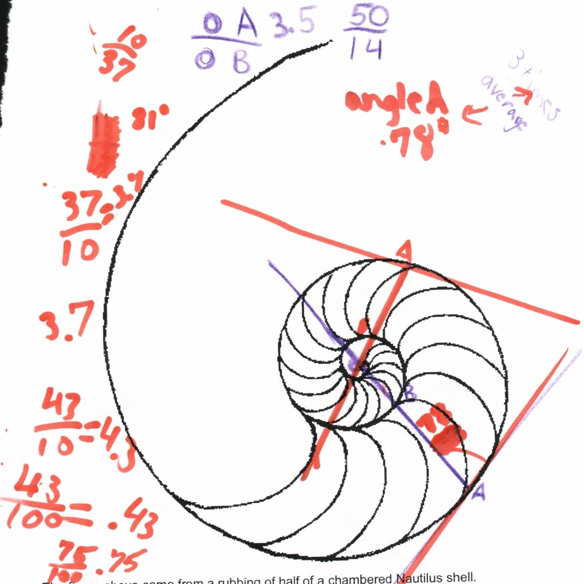 1141x1141 The Growth Of The Nautilus Shell