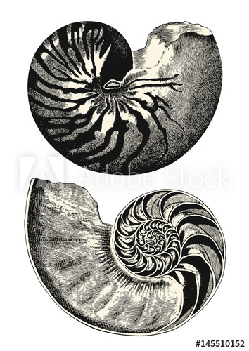 354x500 Vintage Animal Engraving Drawing Nautilus