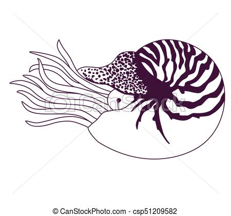 450x421 Collection Of Free Fernticle Clipart Chambered Nautilus. Download