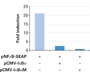 301x256 Signal Transduction Dominant Negative Vectors