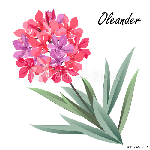 500x500 Oleander (Nerium Oleander). Hand Drawn Vector Illustration Of