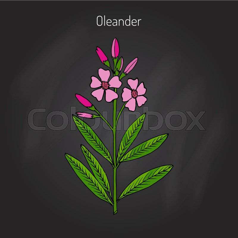800x800 Oleander Nerium Oleander , Rose Bay, Medicinal Plant. Hand Drawn