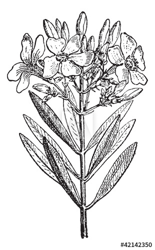 310x500 Oleander Or Nerium Oleander, Vintage Engraving