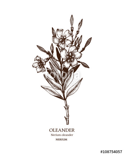 400x500 Botanical Illustration Of Oleander. Vintage Hand Drawn Sketch Of