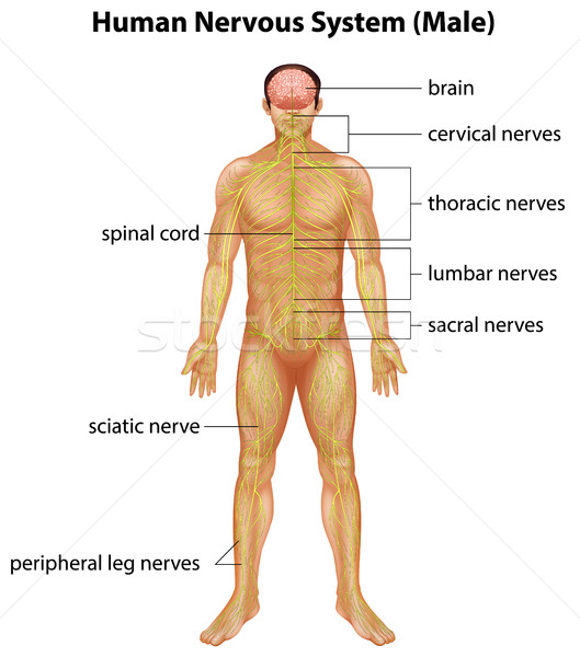 529x600 Human Nervous System Vector Illustration Daniel Cole (Bluering