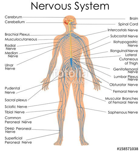 Nervous System Vector at GetDrawings | Free download