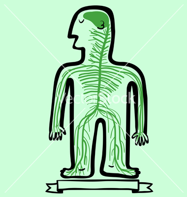 380x400 Nervous System
