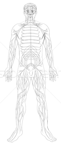 254x600 Nervous System Stock Photos, Stock Images And Vectors Stockfresh