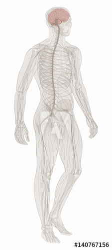 225x500 Nervous System Vector.