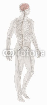180x400 Nervous System Vector. Buy Photos Ap Images Detailview