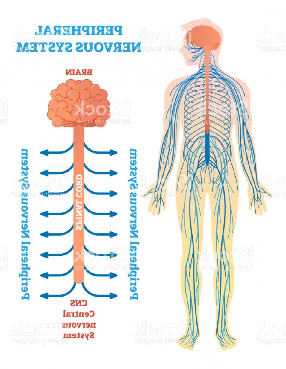 955x1228 Peripheral Nervous System Medical Vector Illustration Diagram With