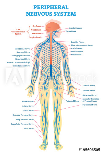 332x500 Peripheral Nervous System, Medical Vector Illustration Diagram