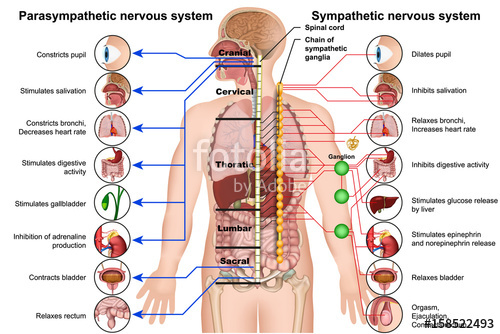 500x334 Sympathetic And Parasympathetic Nervous System Stock Image And