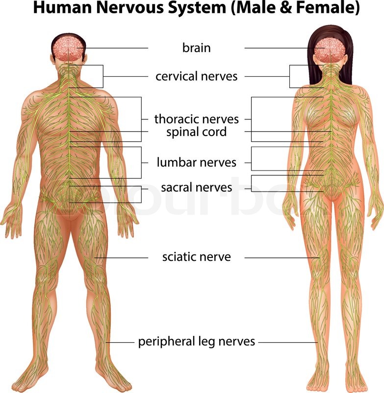 783x800 The Male And Female Nervous Systems On A White Background Stock