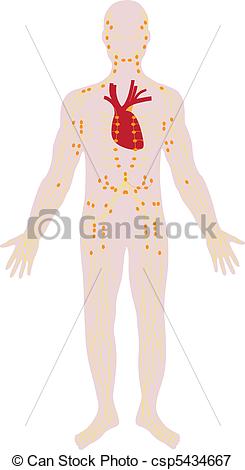 245x470 Vector Nervous System Of The Person Vectors Illustration